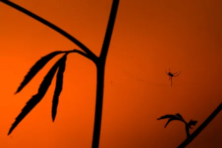 Start of Spooky Season